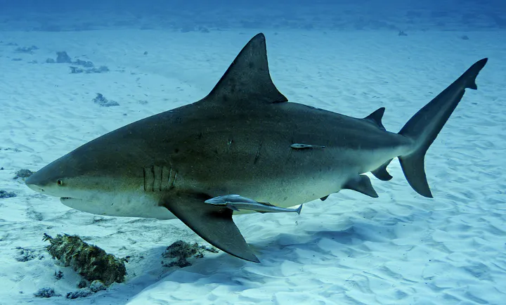 부산 북항의 '부캉이'와 같은 종으로 추정되는 무태상어(Carcharhinus leucas) 참고 이미지. 부캉이 개체 사진은 아니다.
